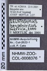 Etikette zu Selatosomus (Selatosomus) beysehiricus (Mertlik, 2000) (NHMW-ZOO-COL-0008376)